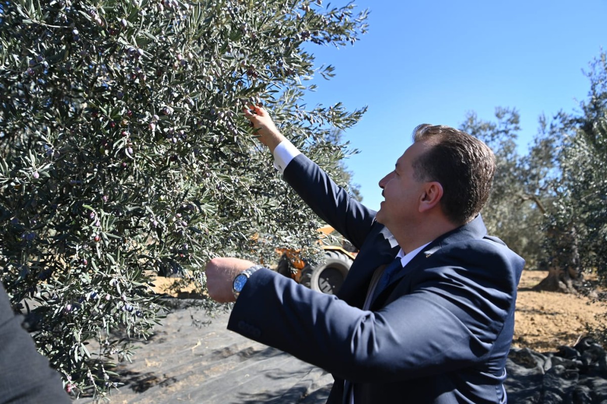 11 milyon zeytin ağacının serüveni başladı