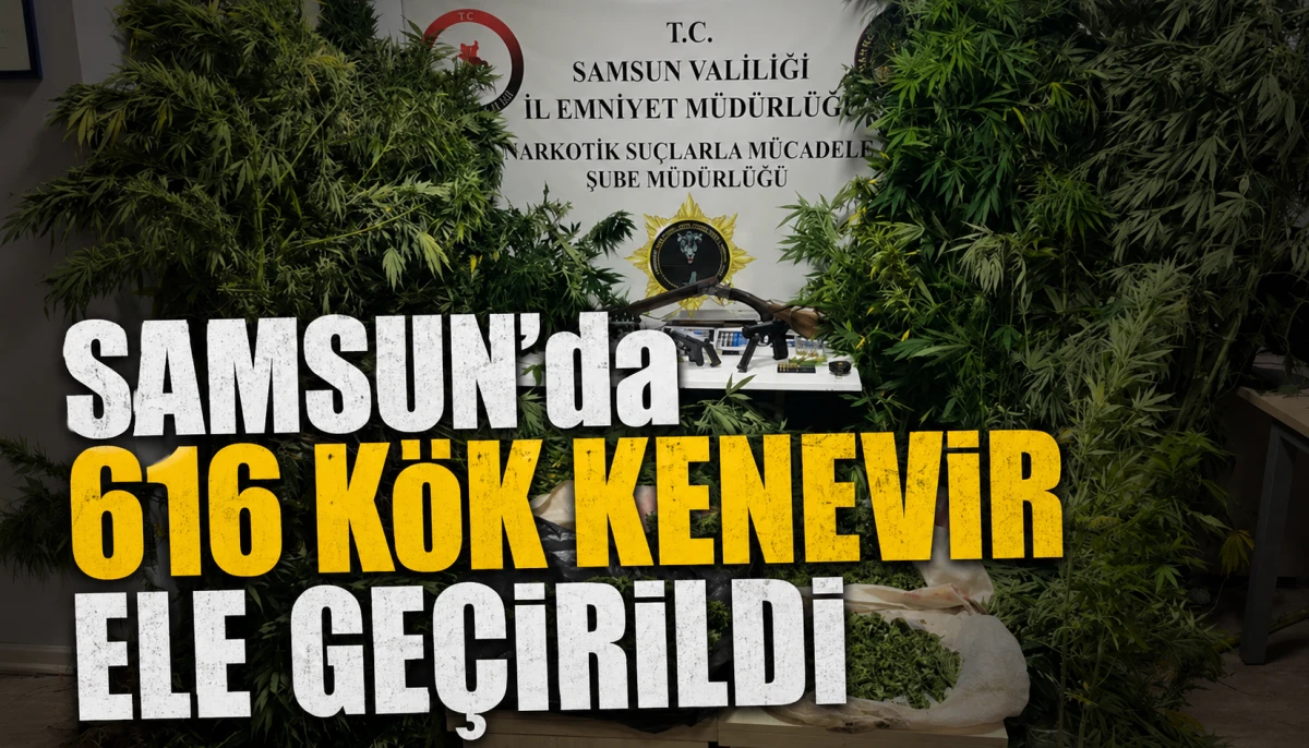 Samsun’da 616 Kök Kenevir Ele Geçirildi